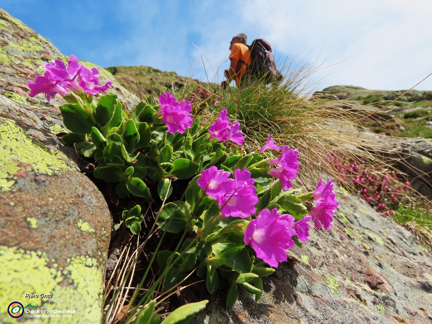 27 Primula hirsuta.JPG